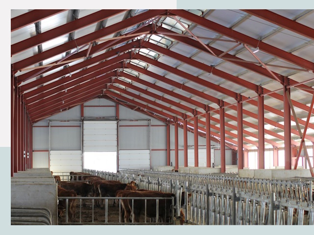 Строительство коровников в Петергофе