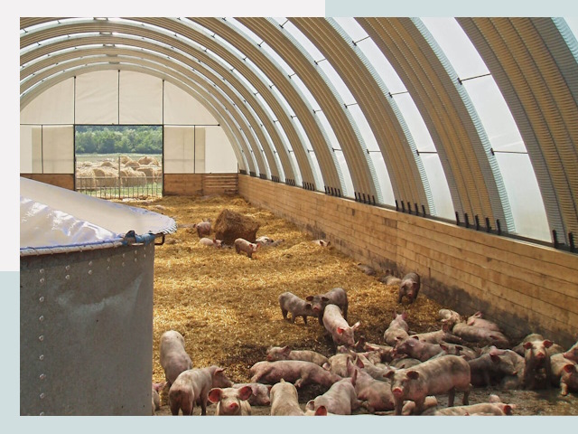 Строительство свинарников в Петергофе